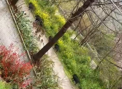 (Video) Cinghiali: Un’allegra brigata a Villa Pavone e a Villa Mosca