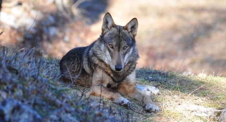 Dieci lupi morti tra Alfedena e Pescasseroli. Ipotesi avvelenamento