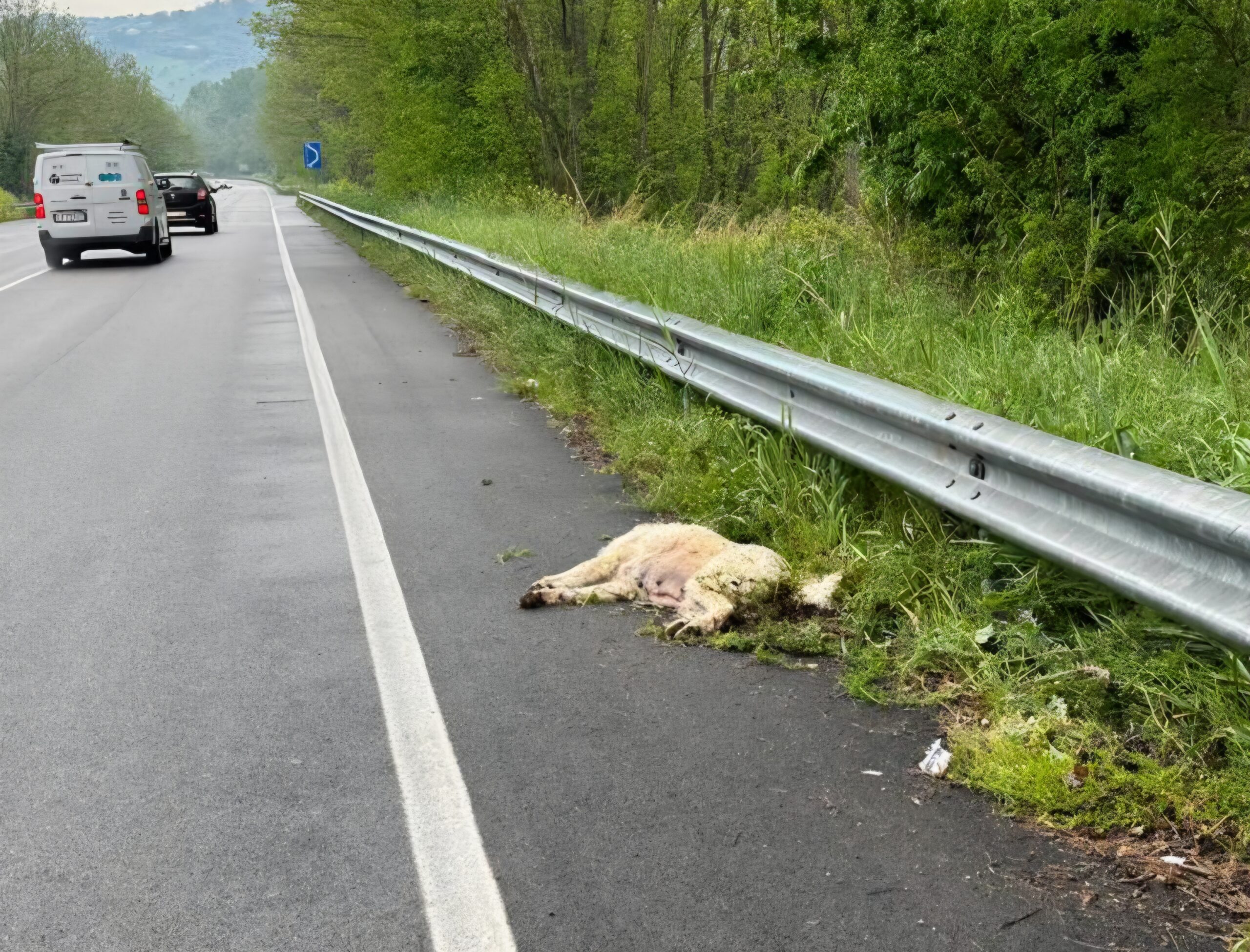 Cane pastore abruzzese investito sulla SP3. Teramo Vivi città invita alla prudenza