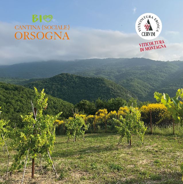 Viticoltura eroica, l’Abruzzo aderisce al Cervim. Zulli: “Le aree montane custodiscono biodiversità”