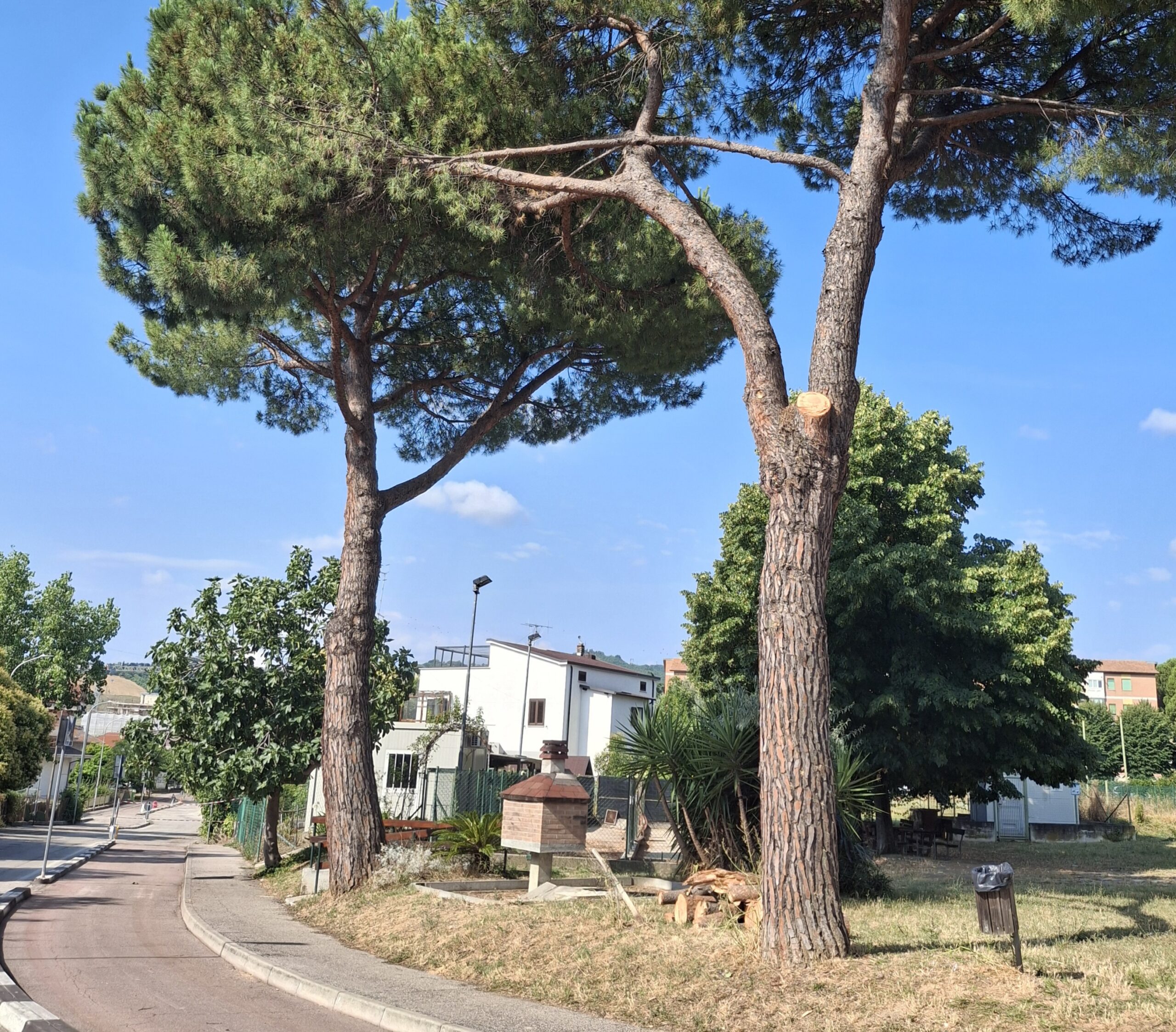 Crolla un grosso ramo sulla ciclopedonale alla Gammarana. Nessun danno alle persone