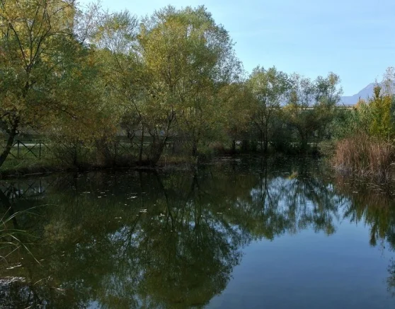 Il TAI, tutela Animali Invisibili: “Cinque ragazzini sorpresi a pescare con i retini nel laghetto del Parco Fluviale”