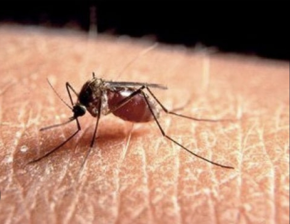Zanzara West Nile, riscontri anche a Pineto, ma nessuna emergenza