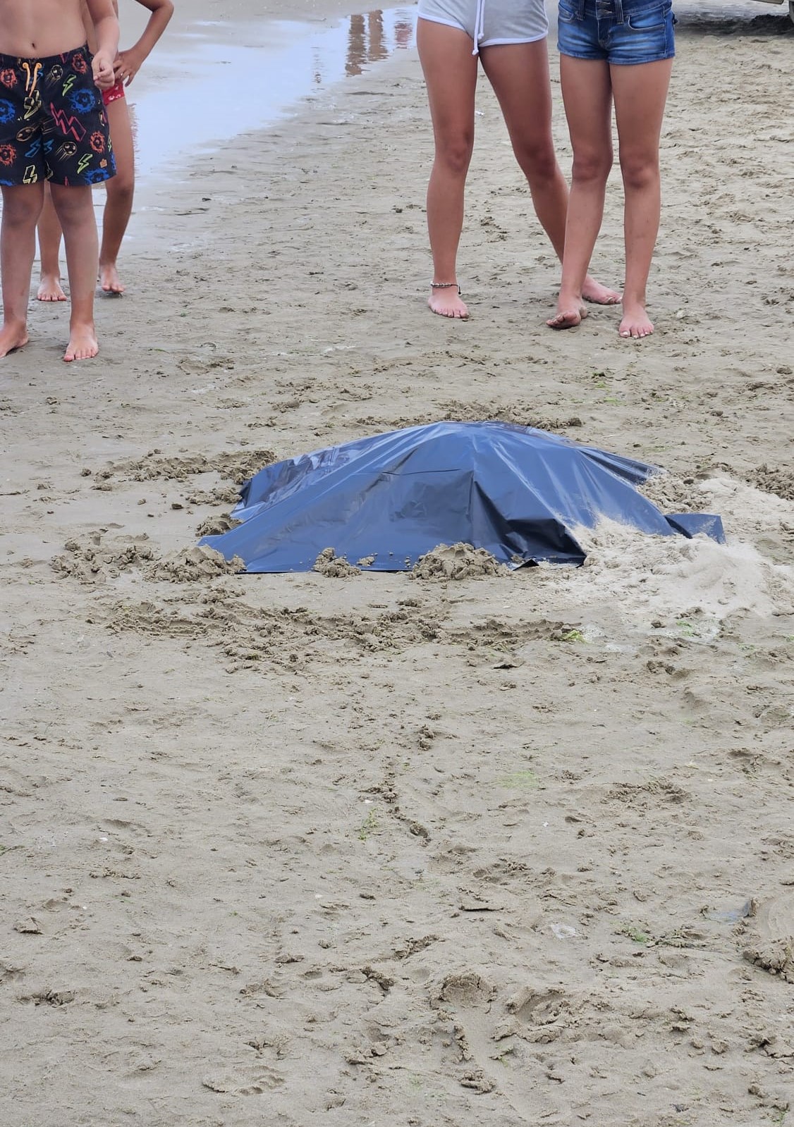 Giulianova. spunta a riva la carcassa di una tartaruga