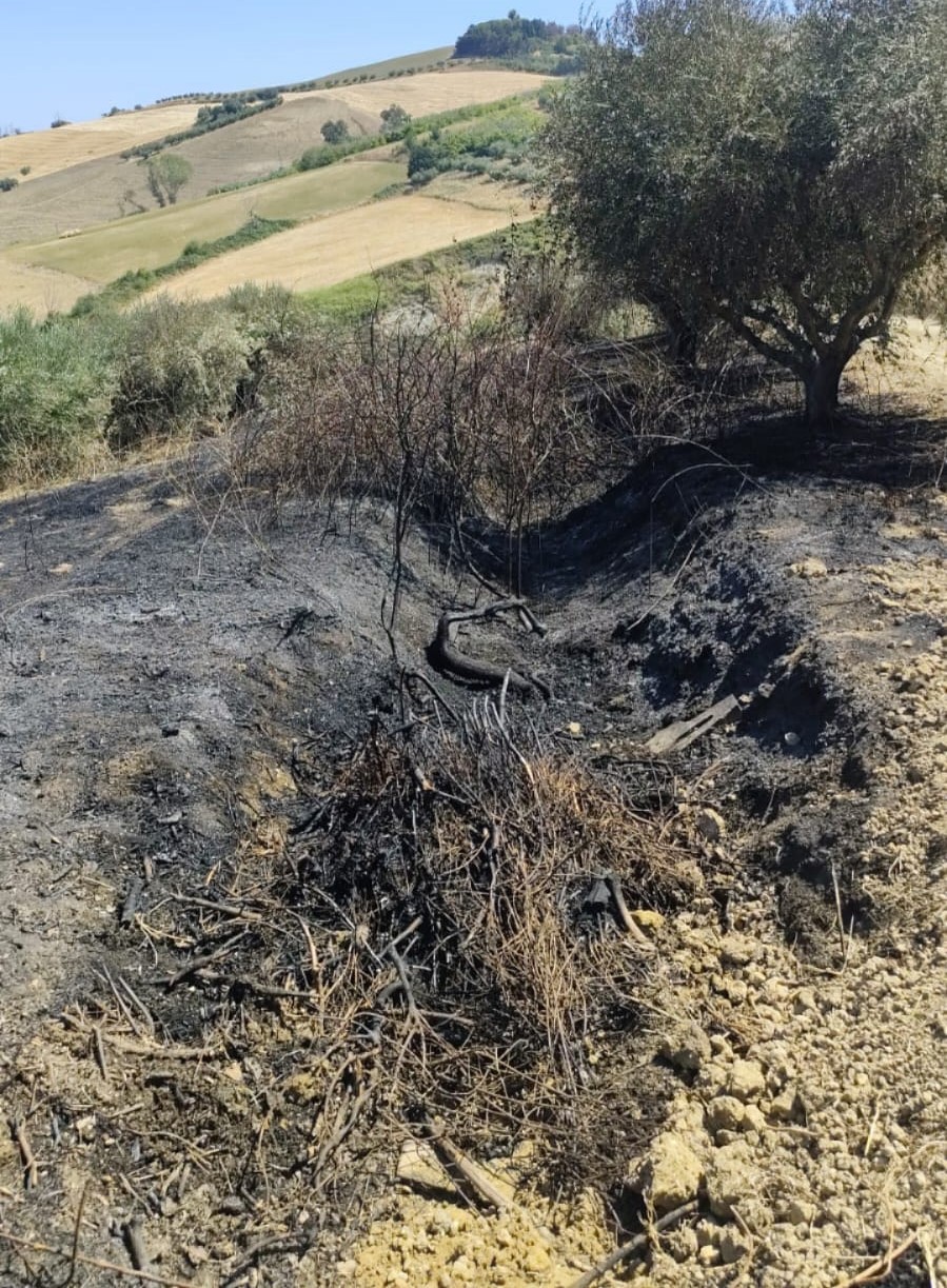 Vegetazione in fiamme a Castiglione M.R. e Pineto. Vigili del Fuoco all’opera