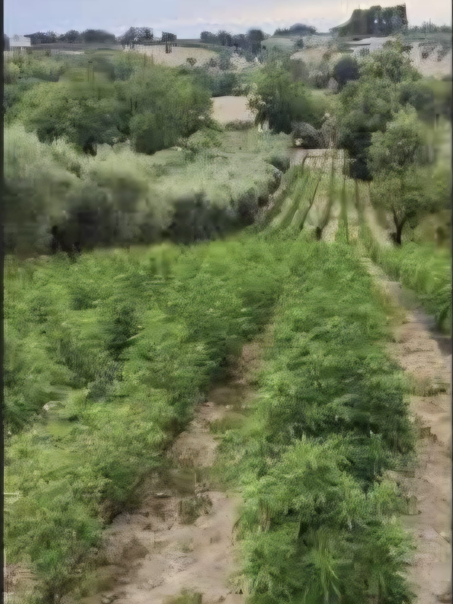 Mille piante di canapa tra ulivi e frutteti : arrestato titolare di azienda agricola