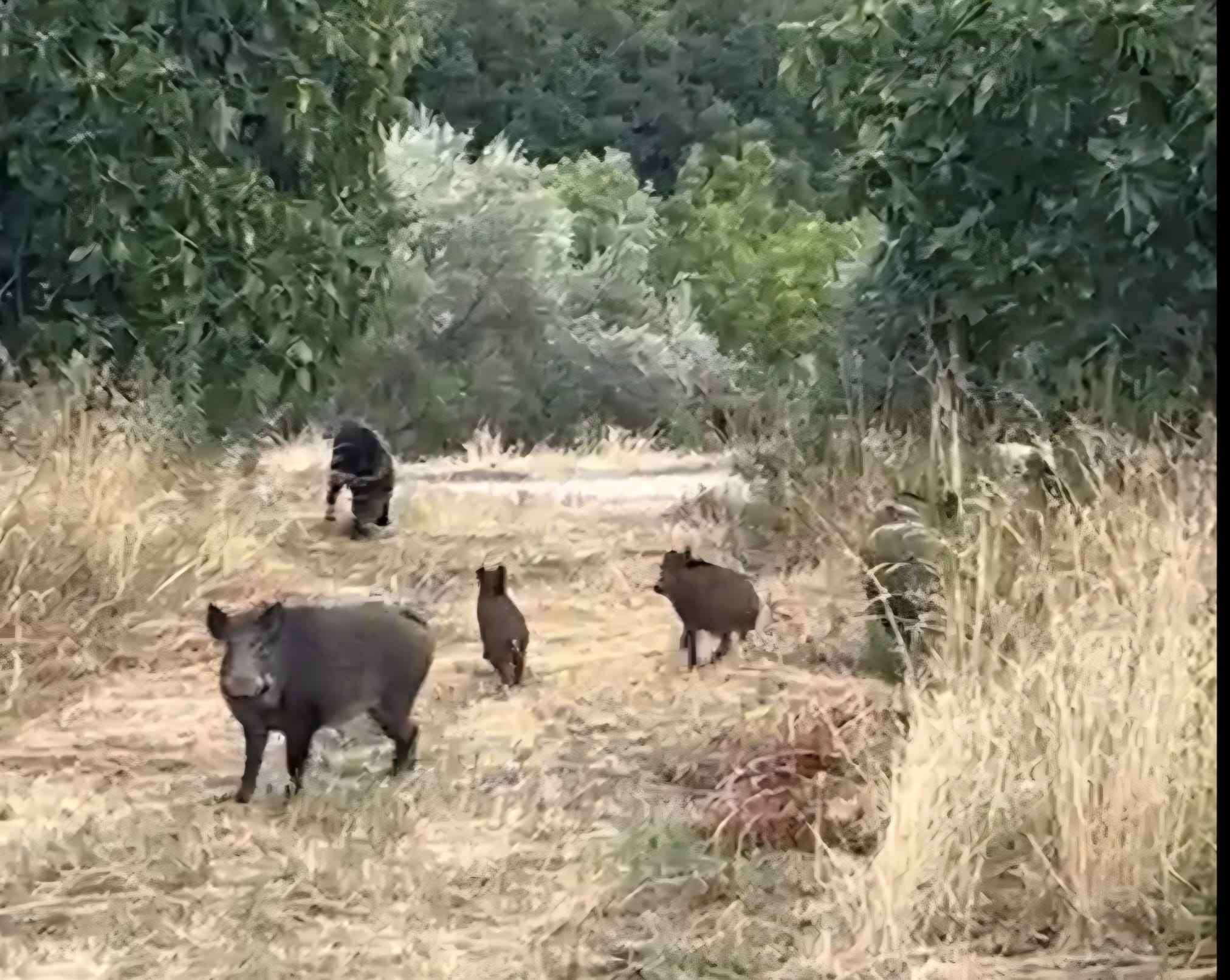 Cinghiali con cucciolata a Colleparco: il video di un lettore
