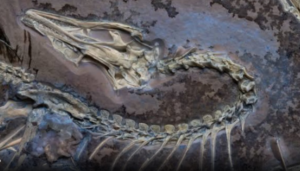 Un nuovo Microraptor scoperto in Cina: c’è anche la firma del Centro Ophis di Teramo
