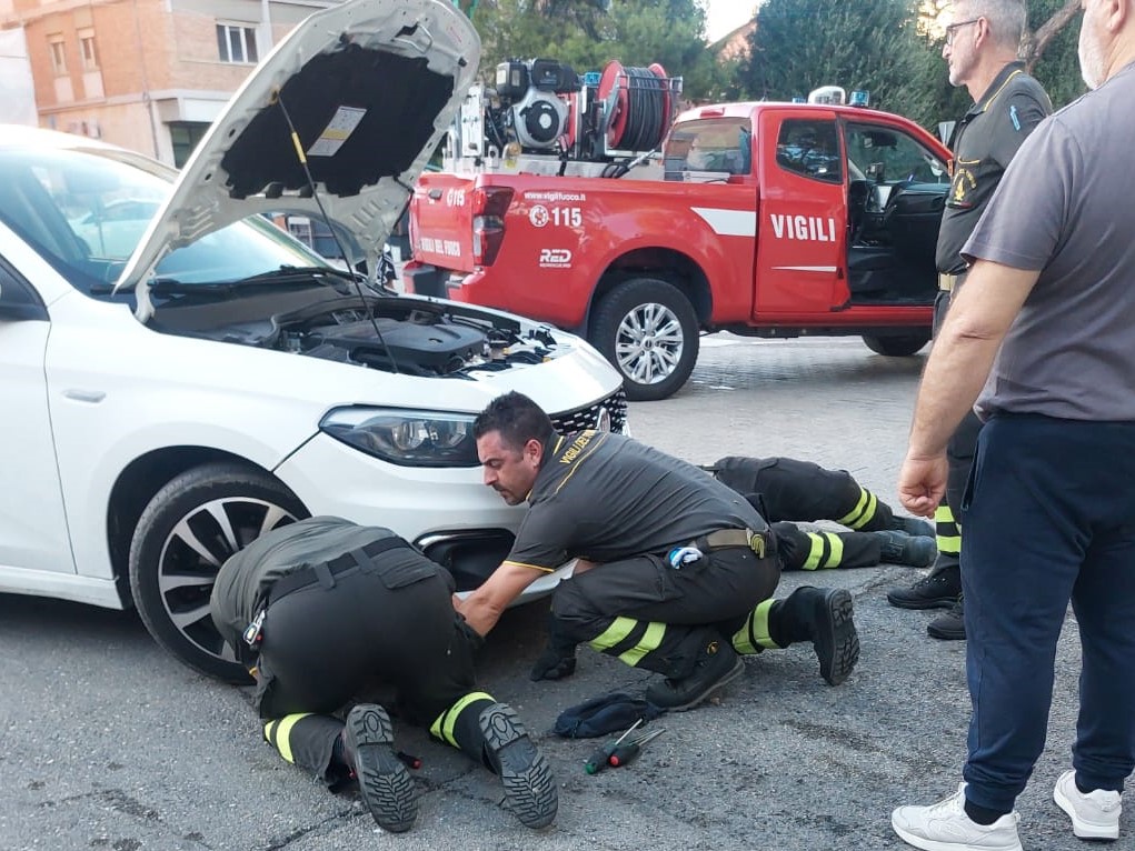 Porta Madonna, micio incastrato nel motore: soccorso dai Vigili del Fuoco…non con poca fatica: il malfidato non ne voleva sapere