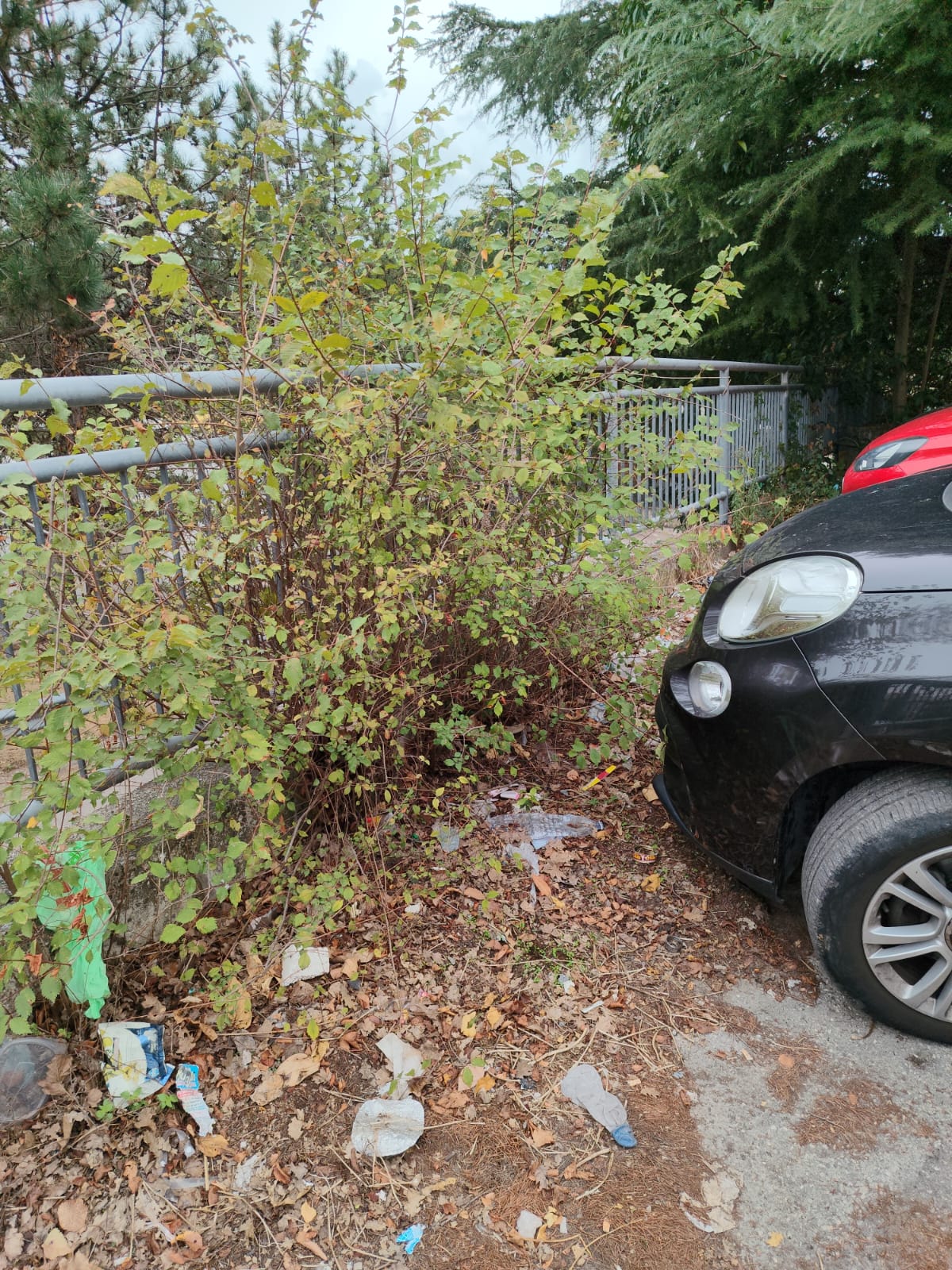 Quartiere Cona: Strade sconnesse e vegetazione “selvaggia”. Per i residenti un quartiere dimenticato