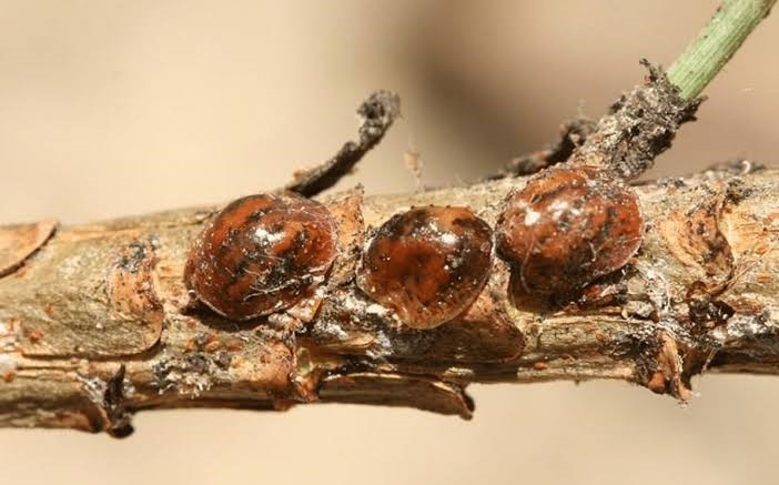Emergenza cocciniglia tartaruga: Roseto fa rete con la costa teramana e chiede il sostegno della Regione