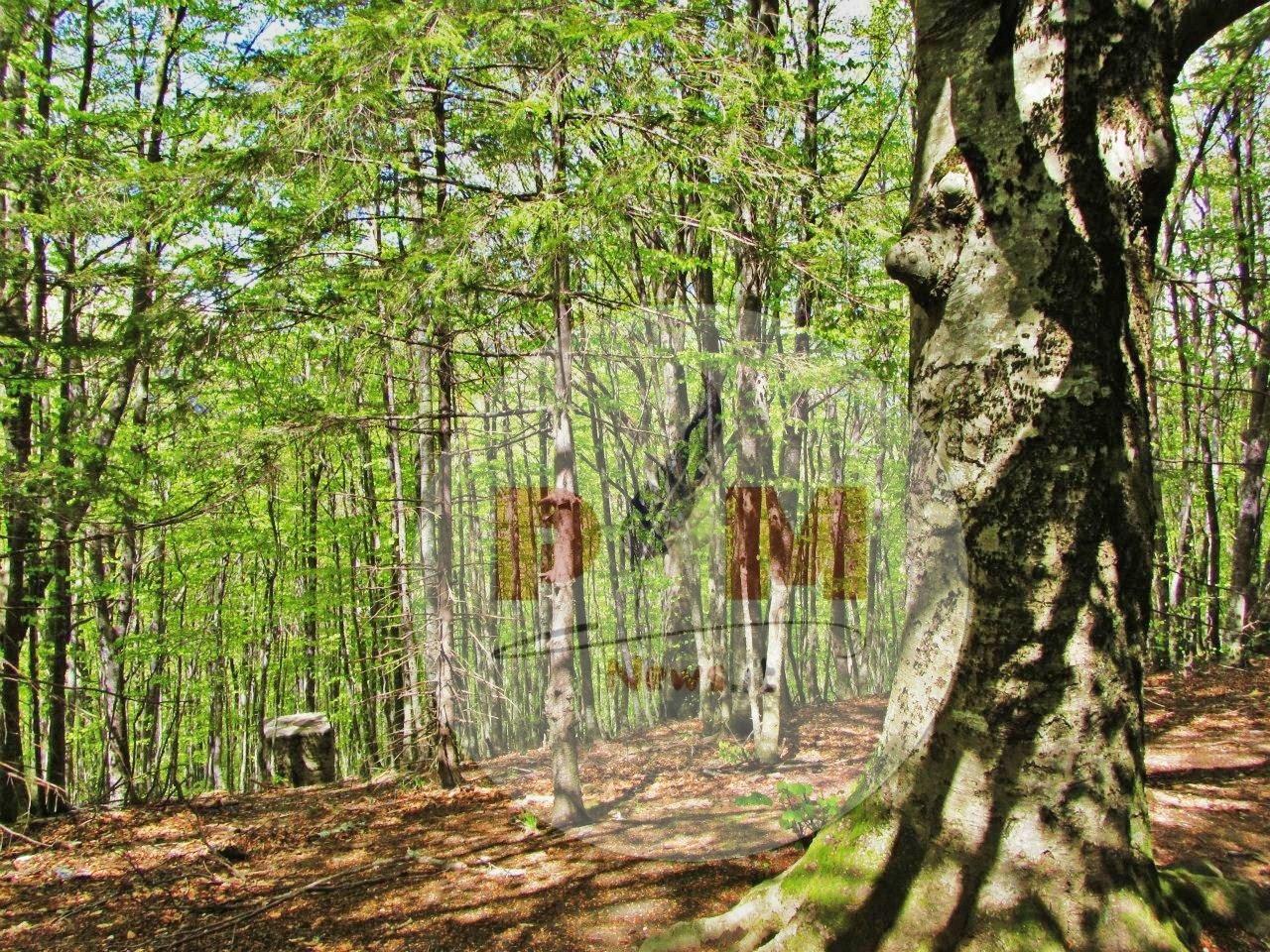 Regione Abruzzo: 4 milioni di euro per la prevenzione e la tutela delle foreste